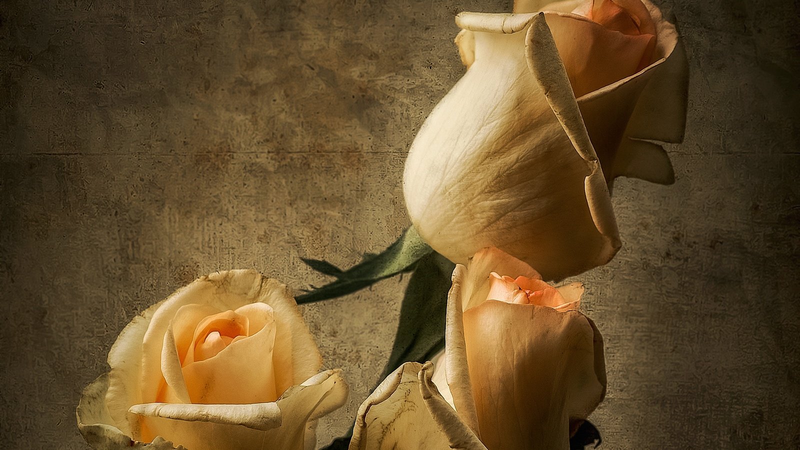 Обои бутоны, розы, лепестки, букет, buds, roses, petals, bouquet разрешение 2560x1769 Загрузить