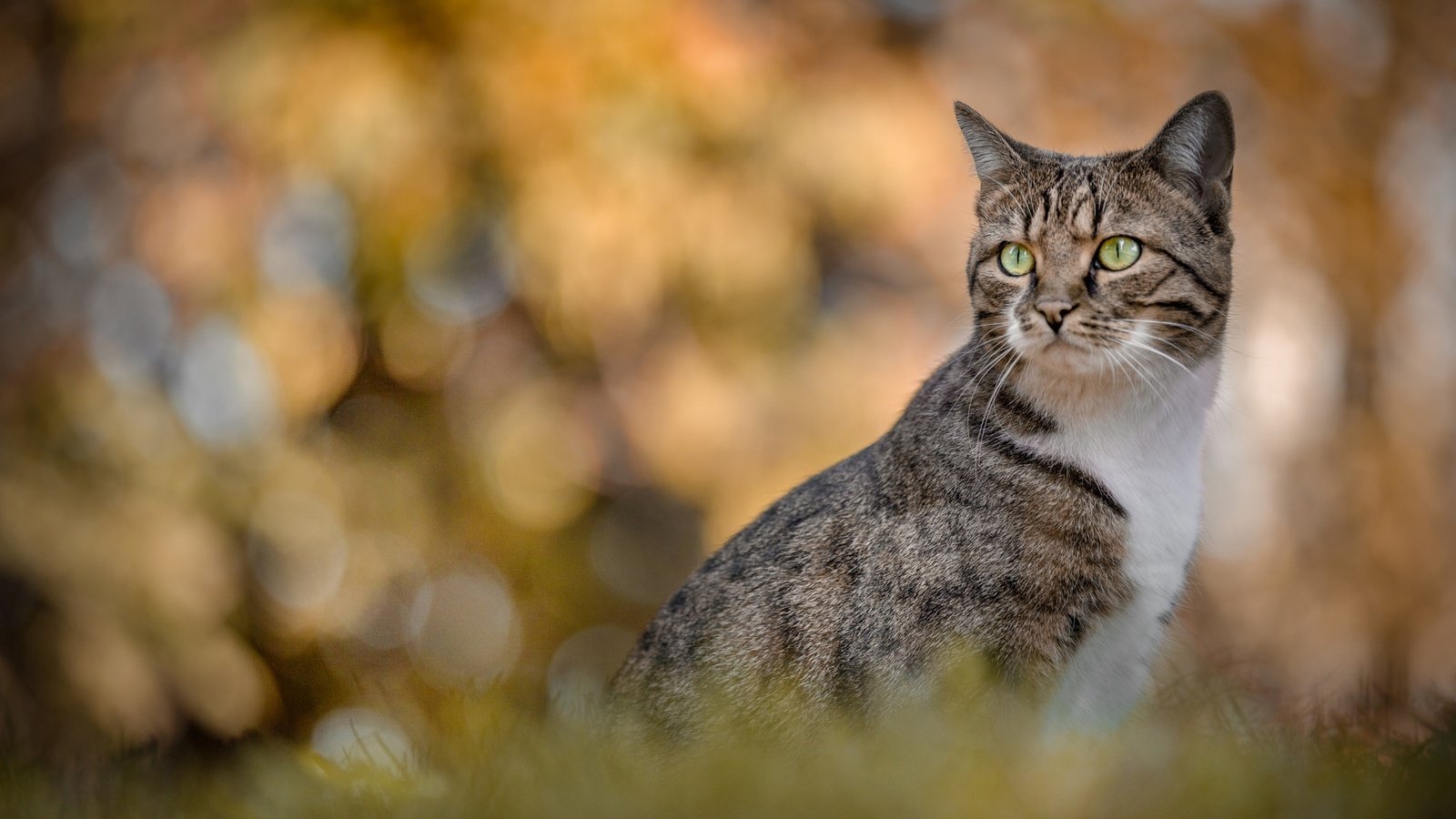 Обои портрет, кошка, взгляд, боке, portrait, cat, look, bokeh разрешение 2048x1365 Загрузить