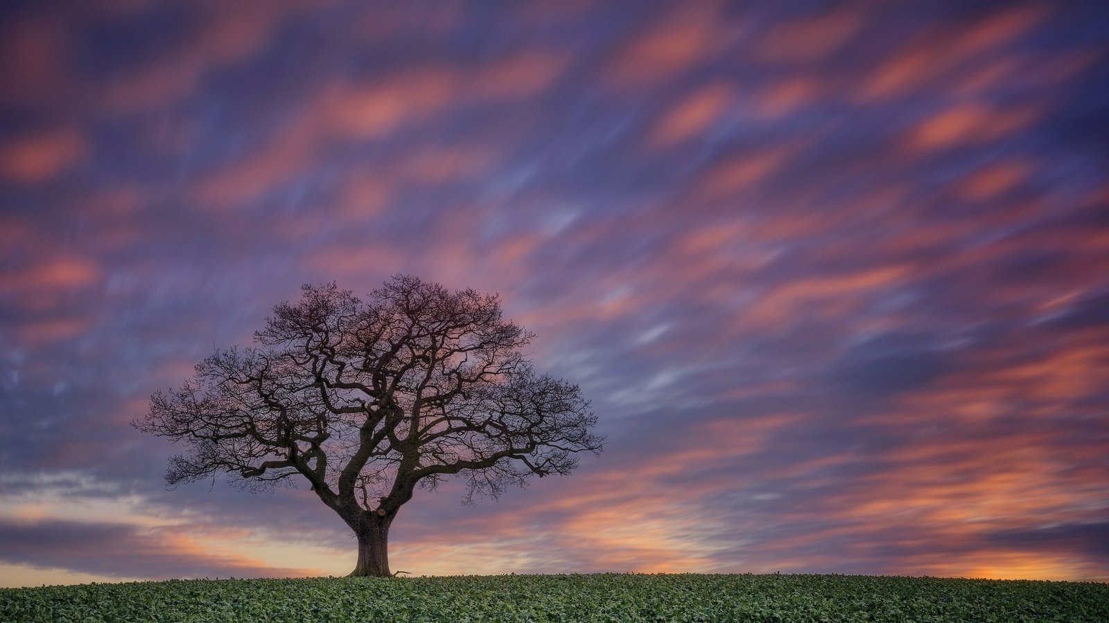 Обои небо, дерево, закат, поле, the sky, tree, sunset, field разрешение 2048x1289 Загрузить