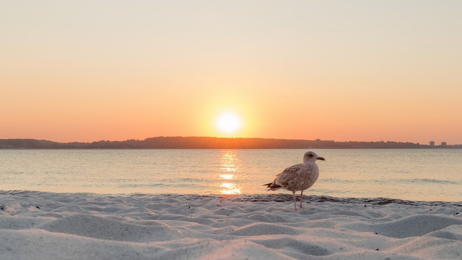 Обои закат, море, чайка, птица, sunset, sea, seagull, bird разрешение 2047x1257 Загрузить