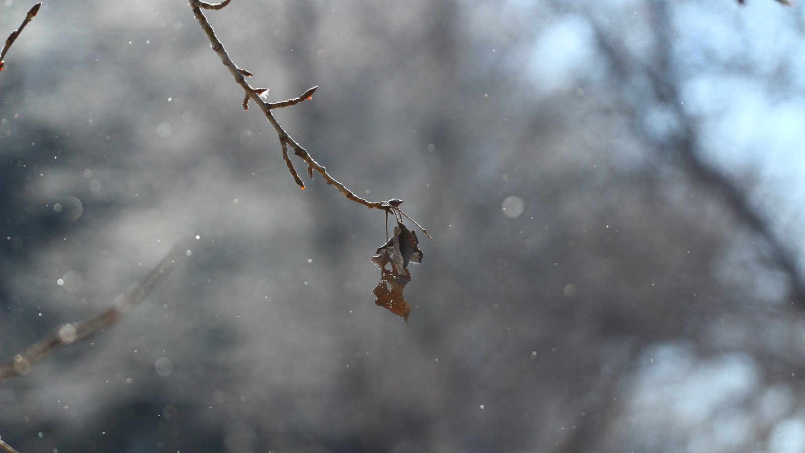 Обои снег, природа, зима, лист, веточка, боке, сухие листья, snow, nature, winter, sheet, sprig, bokeh, dry leaves разрешение 1920x1280 Загрузить