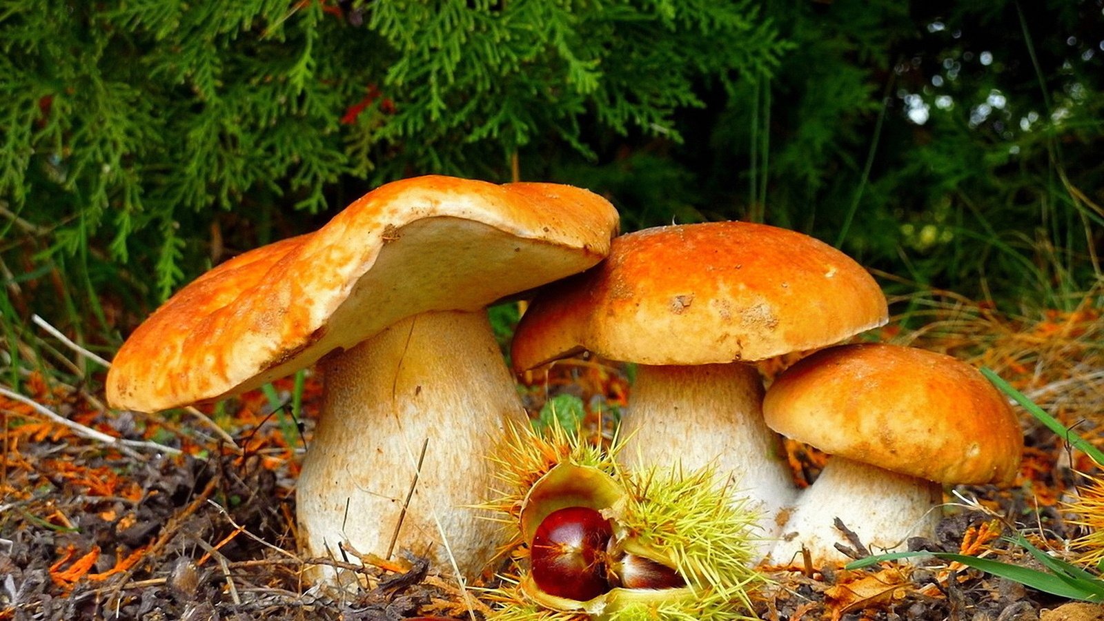 Обои природа, лес, грибы, красота, nature, forest, mushrooms, beauty разрешение 1920x1080 Загрузить