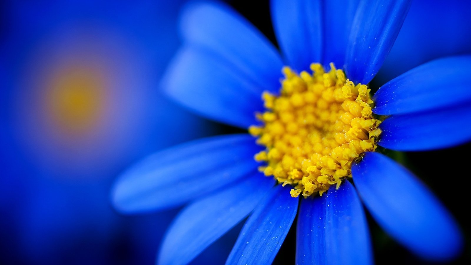 Обои тычинки, синие лепестки, синяя ромашка, stamens, blue petals, blue daisy разрешение 1920x1200 Загрузить