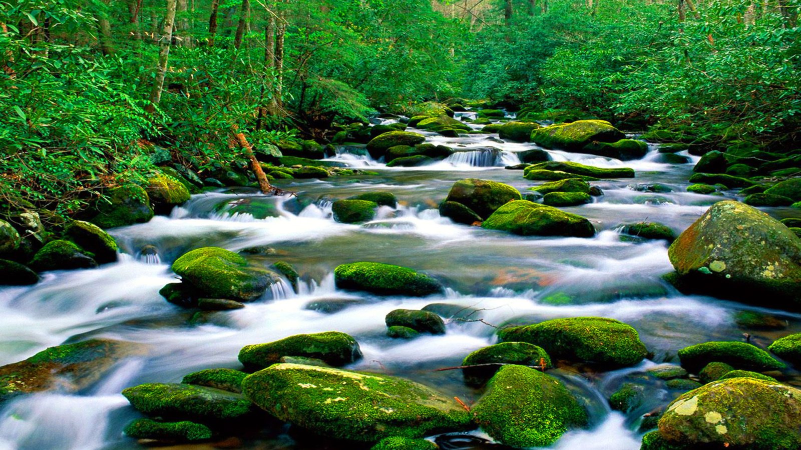 Обои река, природа, камни, лес, зелёный, мох, горная, растительность, river, nature, stones, forest, green, moss, mountain, vegetation разрешение 1920x1200 Загрузить