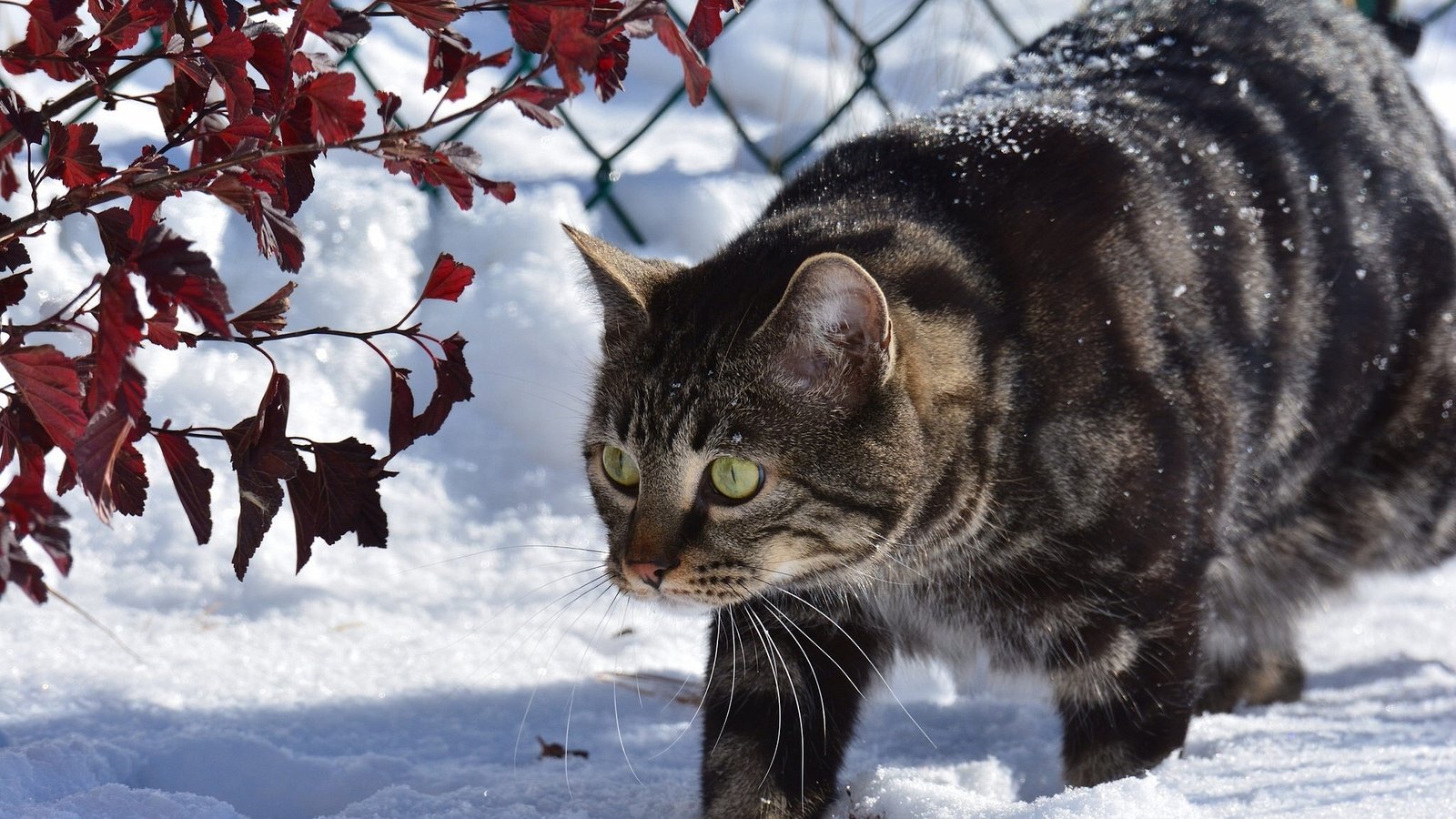 Обои снег, зима, животные, кот, ветки, кошка, забор, snow, winter, animals, cat, branches, the fence разрешение 2048x1366 Загрузить