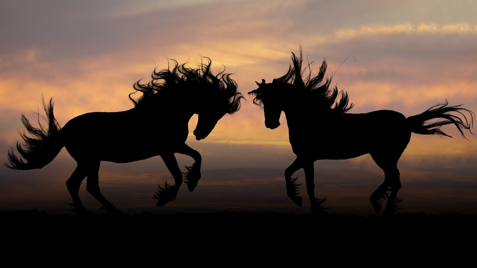 Обои природа, закат, силуэт, лошади, кони, грива, копыта, nature, sunset, silhouette, horse, horses, mane, hooves разрешение 3840x2160 Загрузить