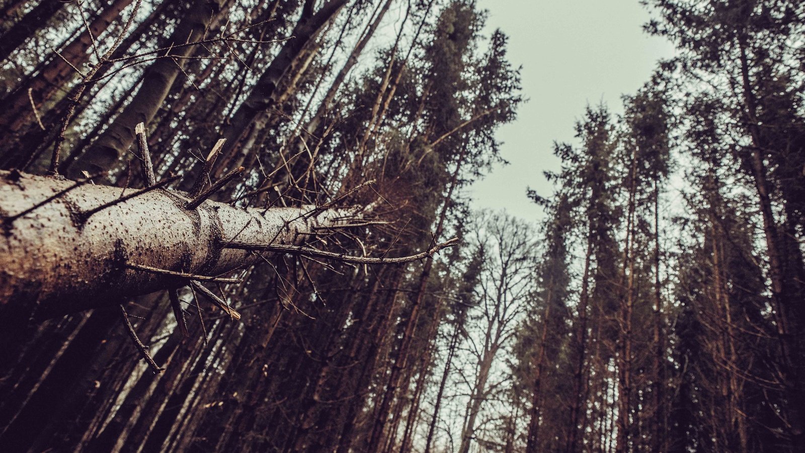 Обои деревья, лес, пейзаж, стволы, trees, forest, landscape, trunks разрешение 6016x4016 Загрузить