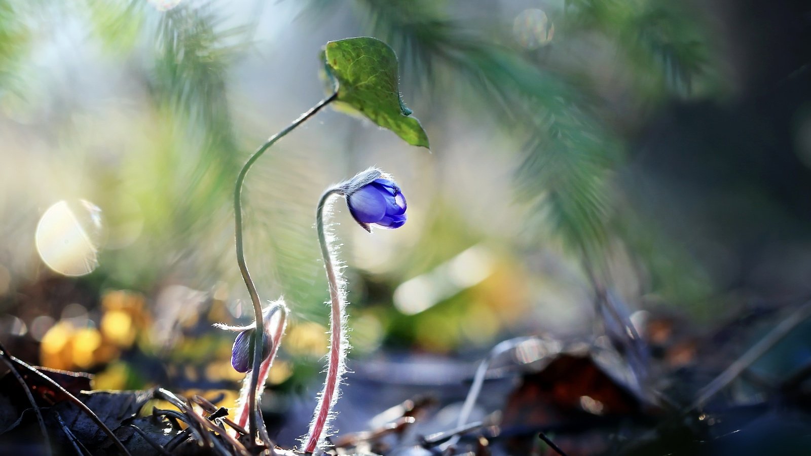 Обои цветы, растения, синие цветы, raimondas kairys, flowers, plants, blue flowers разрешение 2560x1710 Загрузить