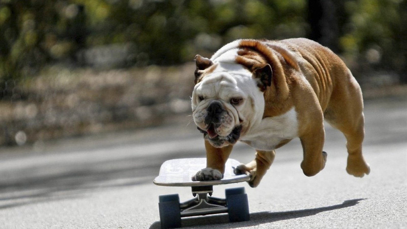Обои мордочка, собака, лапки, бульдог, скейтборд, английский бульдог, muzzle, dog, legs, bulldog, skateboard, english bulldog разрешение 1920x1080 Загрузить
