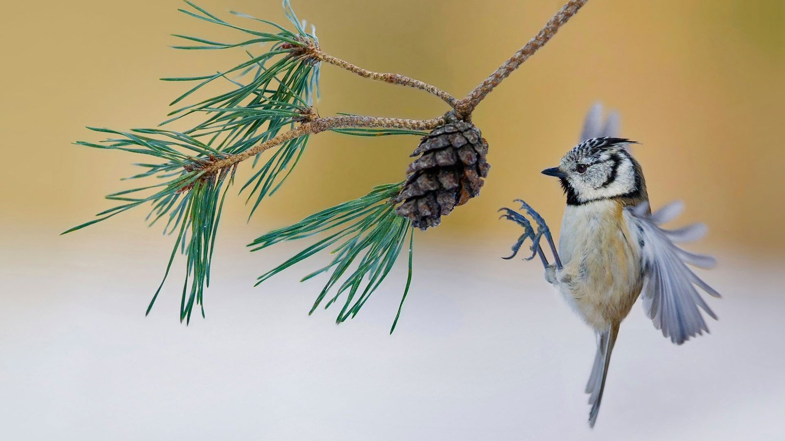 Обои ветка, птица, шишка, франция, сосна, синица, хохлатая, branch, bird, bump, france, pine, tit, crested разрешение 1920x1200 Загрузить