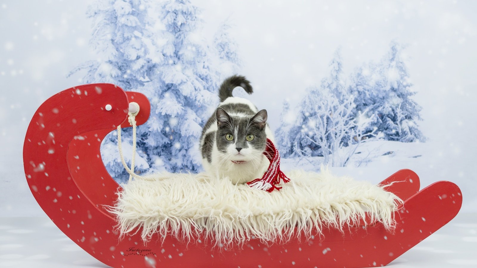 Обои зима, кот, кошка, взгляд, сани, фотосессия, шарфик, winter, cat, look, sleigh, photoshoot, scarf разрешение 5779x3757 Загрузить