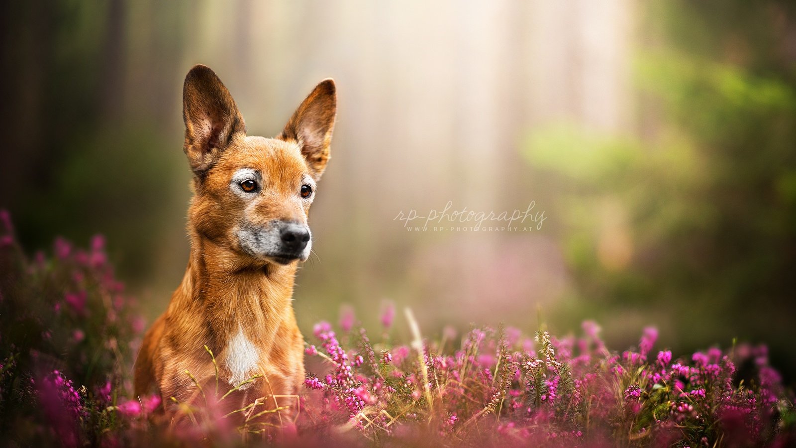 Обои цветы, природа, взгляд, собака, dackelpuppy, toby, flowers, nature, look, dog разрешение 2048x1334 Загрузить