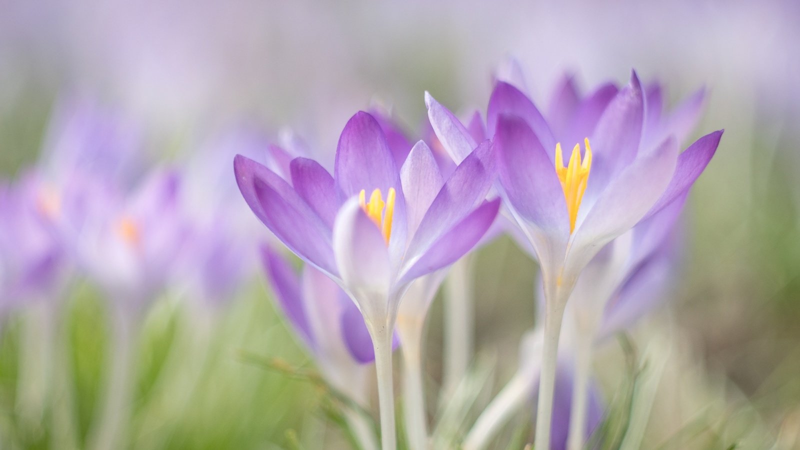 Обои цветы, макро, весна, крокусы, flowers, macro, spring, crocuses разрешение 1920x1440 Загрузить