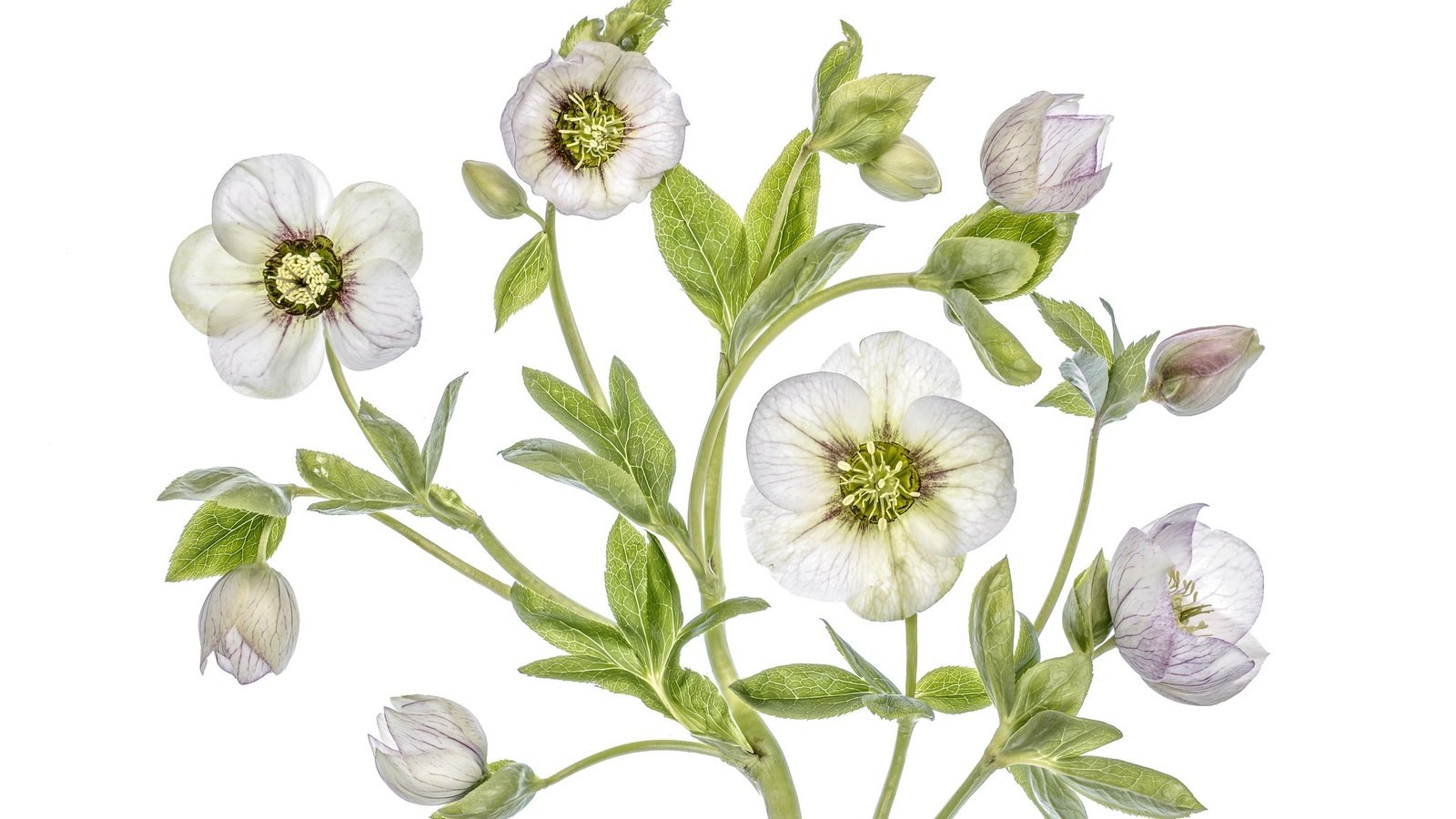 Обои цветы, макро, морозник, геллеборус, flowers, macro, hellebore, helleborus разрешение 2048x1365 Загрузить