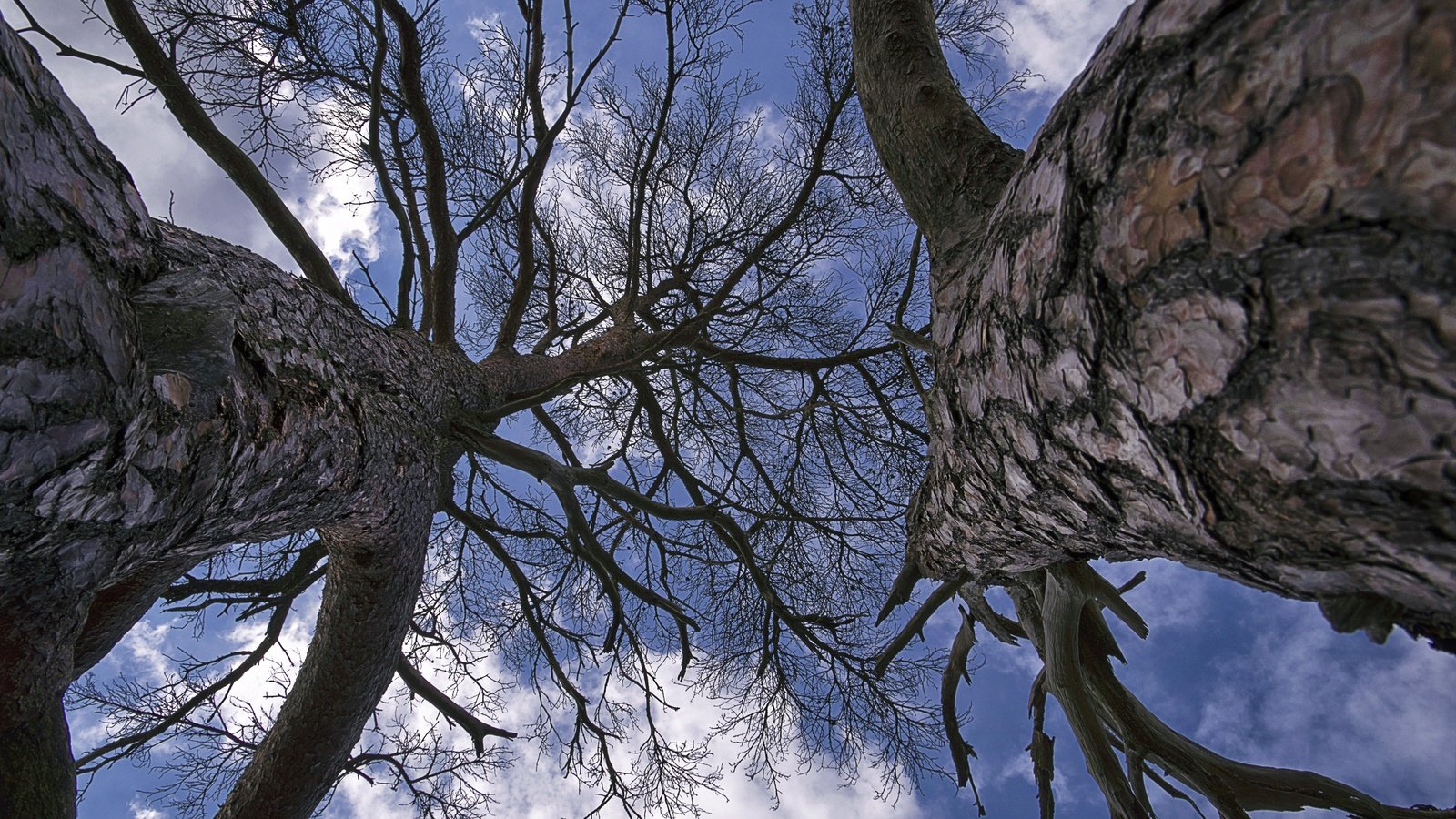 Обои небо, деревья, ветки, the sky, trees, branches разрешение 4207x2805 Загрузить