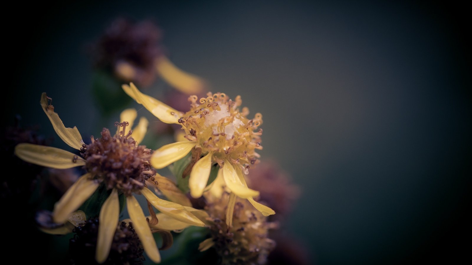 Обои макро, цветок, капли, дождь, боке, крестовник, macro, flower, drops, rain, bokeh, ragwort разрешение 2048x1365 Загрузить