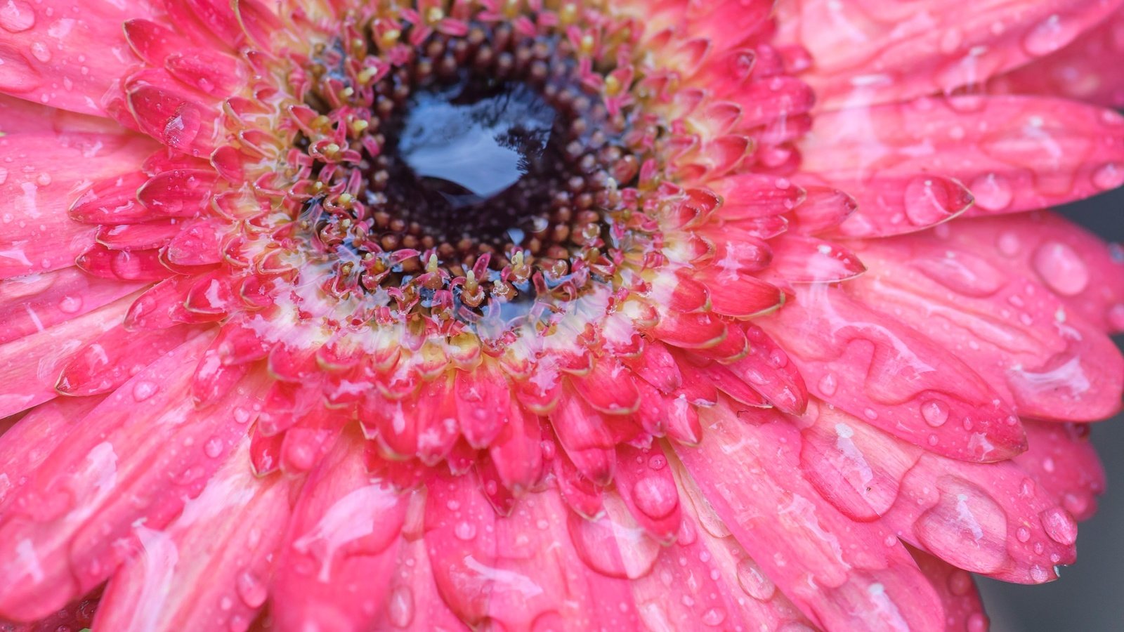 Обои вода, цветок, роса, капли, лепестки, гербера, water, flower, rosa, drops, petals, gerbera разрешение 2048x1360 Загрузить