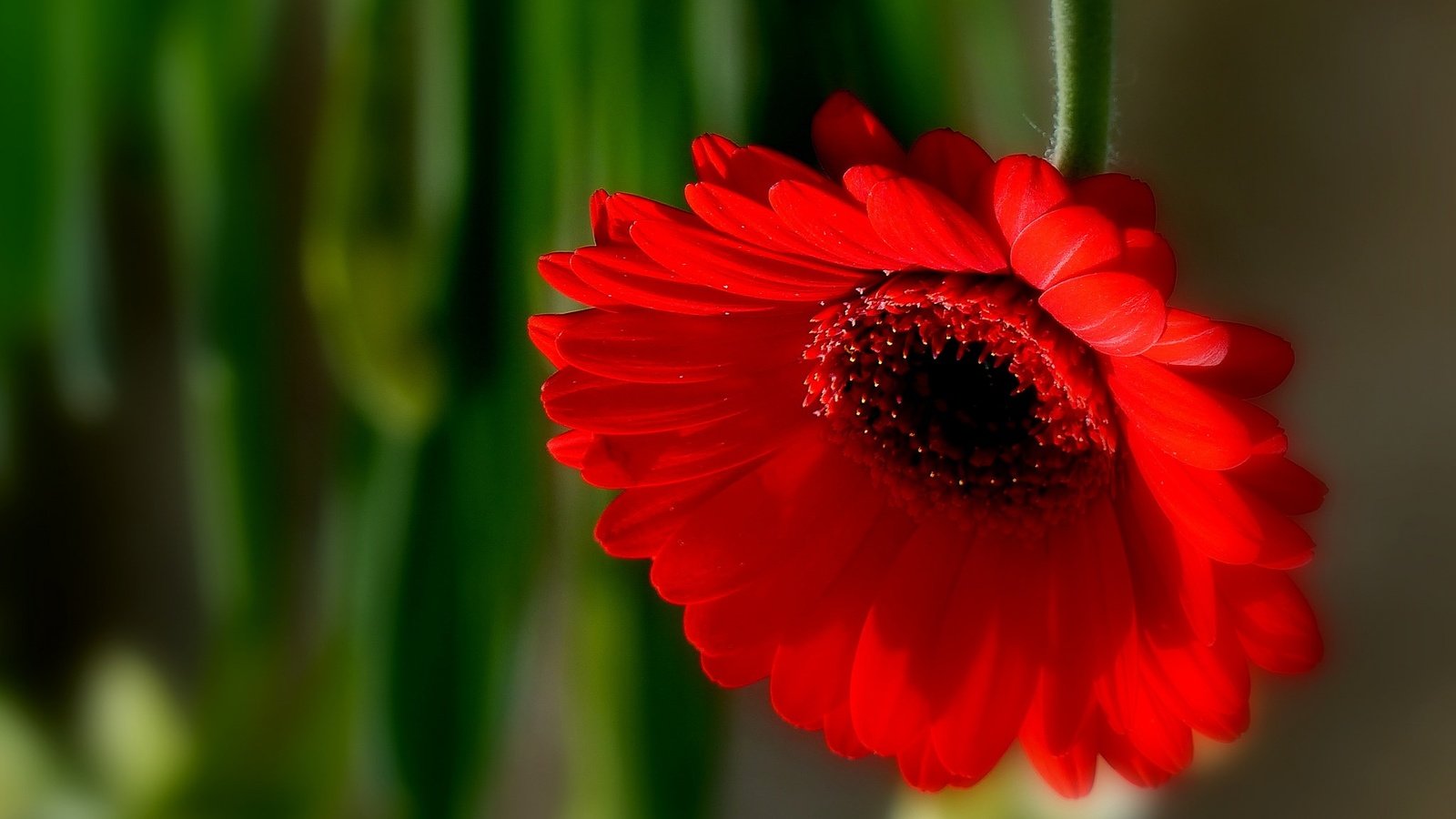 Обои макро, цветок, лепестки, боке, гербера, macro, flower, petals, bokeh, gerbera разрешение 2048x1602 Загрузить