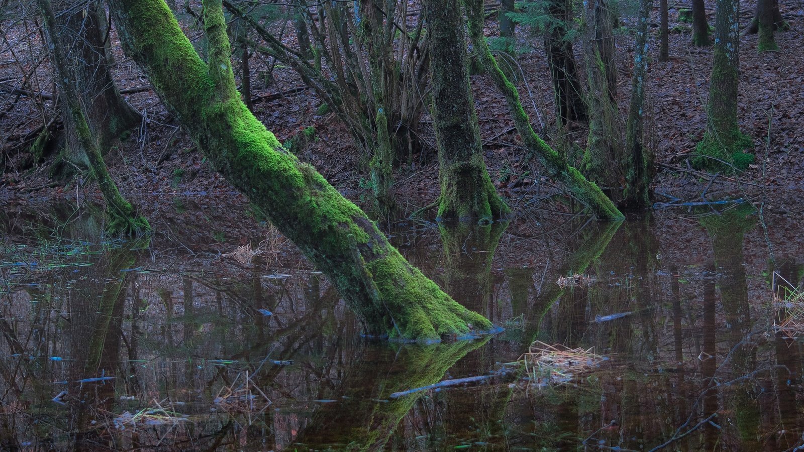 Обои деревья, вода, лес, мох, trees, water, forest, moss разрешение 2048x1323 Загрузить