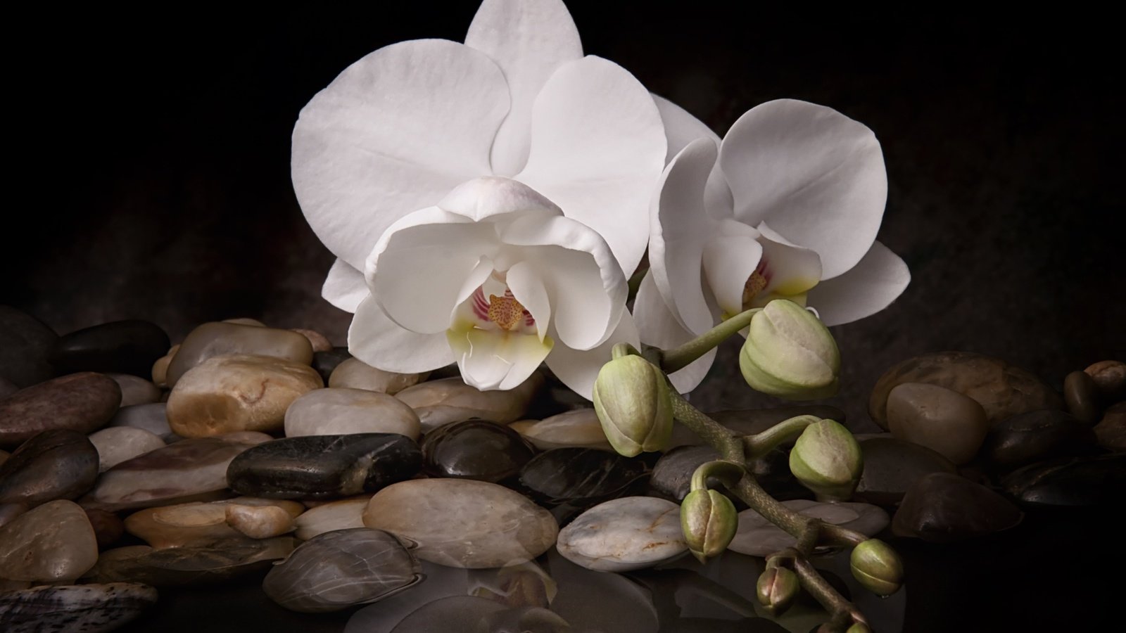 Обои вода, камни, цветок, белая, орхидея, water, stones, flower, white, orchid разрешение 2048x1365 Загрузить