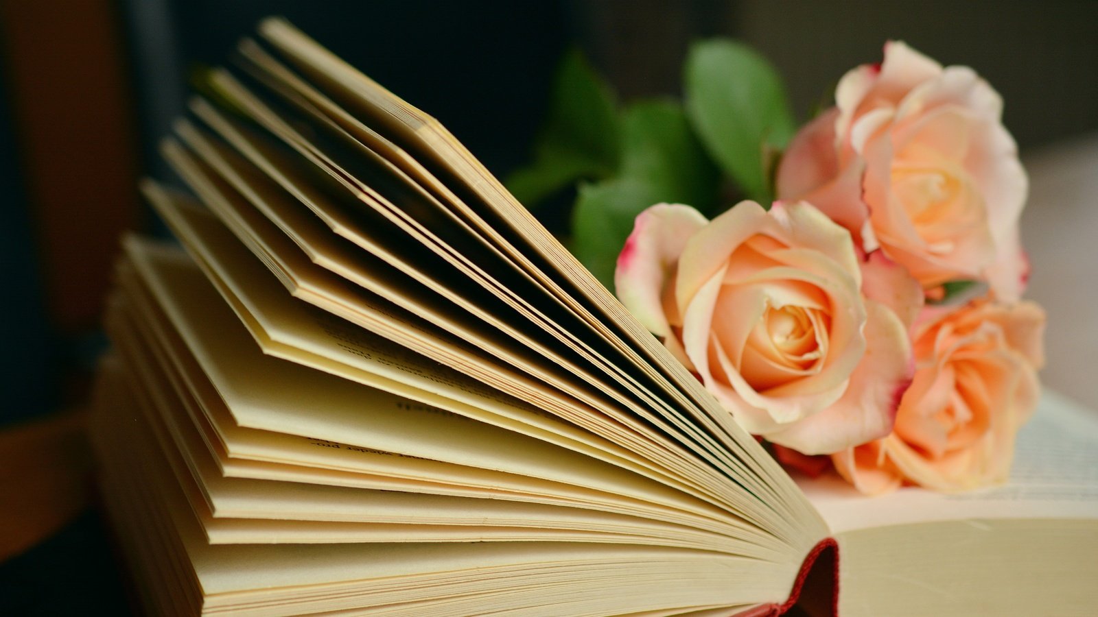 Обои цветы, розы, букет, книга, страницы, flowers, roses, bouquet, book, page разрешение 6000x3781 Загрузить