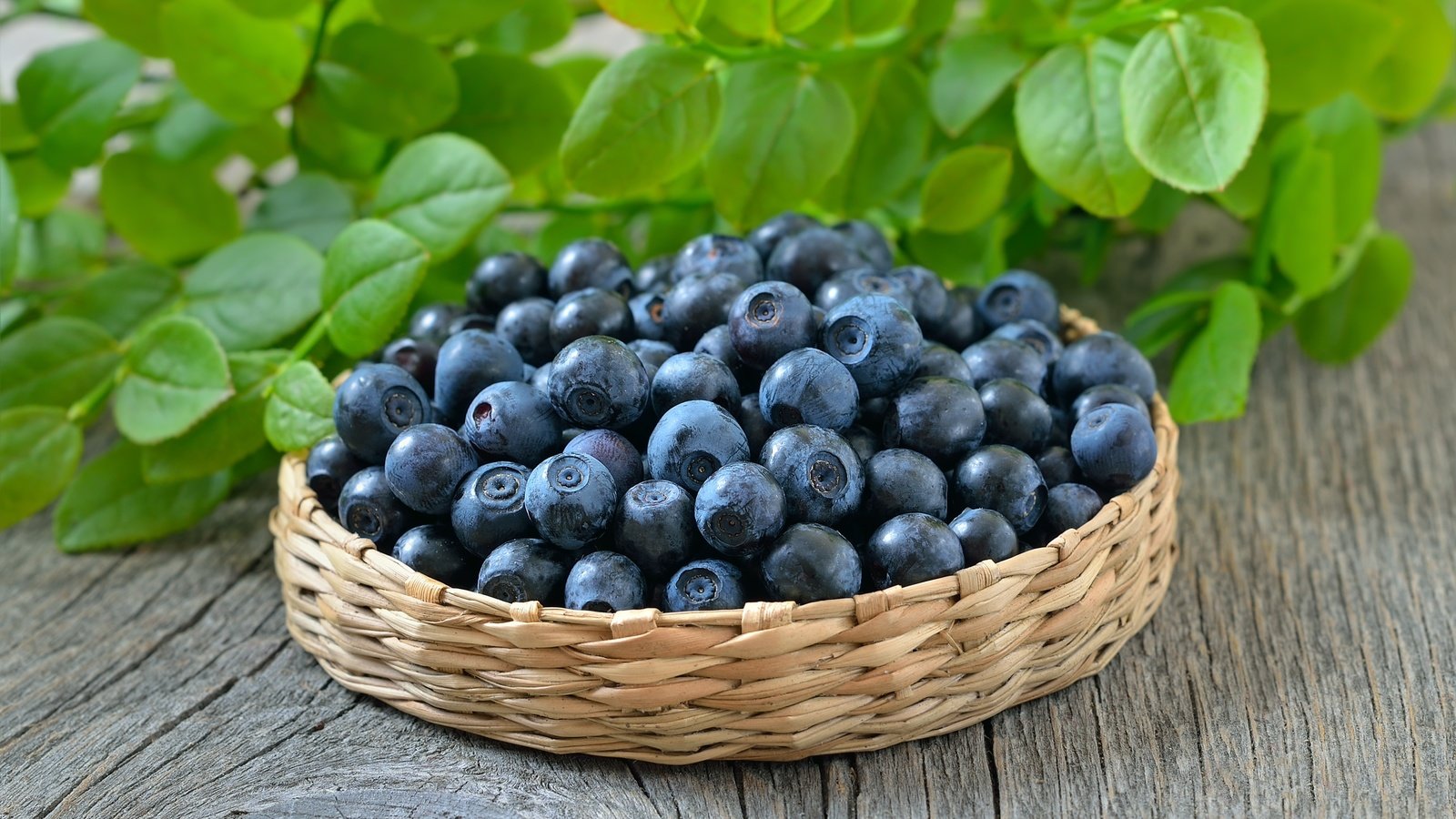 Обои ягоды, черника, корзинка, черничный, berries, blueberries, basket, blueberry разрешение 3800x2625 Загрузить