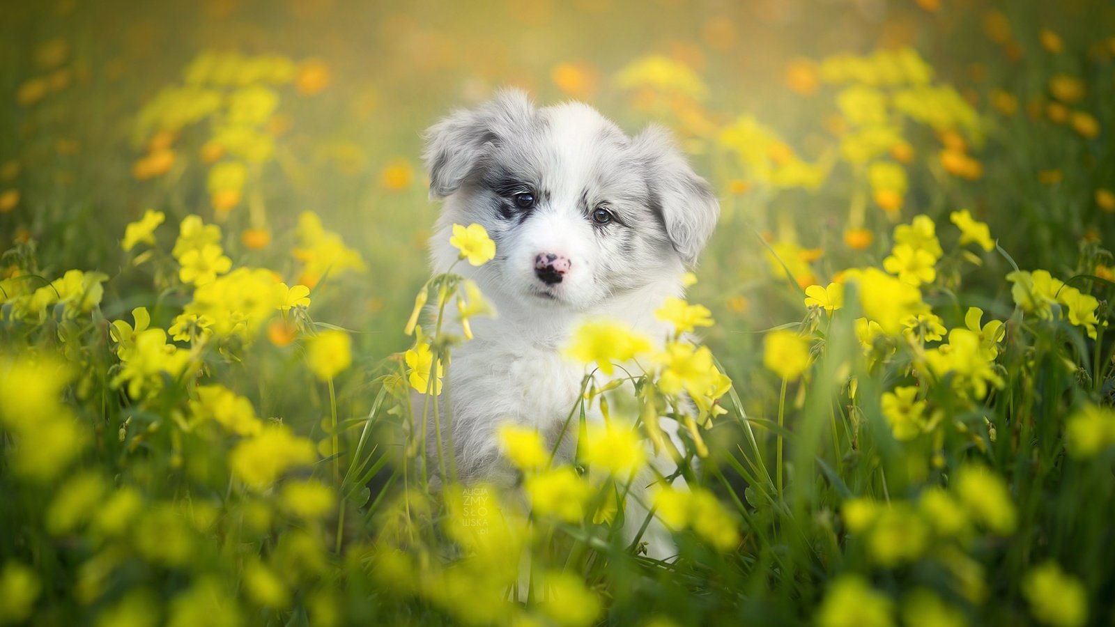 Обои цветы, собака, щенок, боке, бордер-колли, flowers, dog, puppy, bokeh, the border collie разрешение 2048x1365 Загрузить