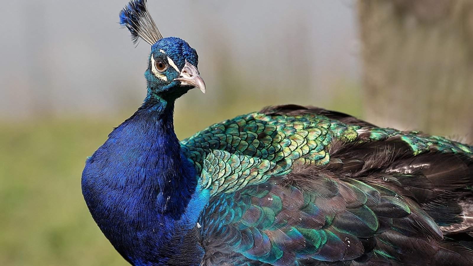 Обои птица, павлин, оперение, хохолок, bird, peacock, tail, crest разрешение 2048x1365 Загрузить