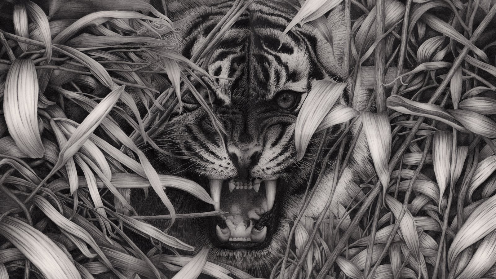 Обои тигр, трава, чёрно-белое, клыки, хищник, пасть, дикая кошка, tiger, grass, black and white, fangs, predator, mouth, wild cat разрешение 1920x1372 Загрузить