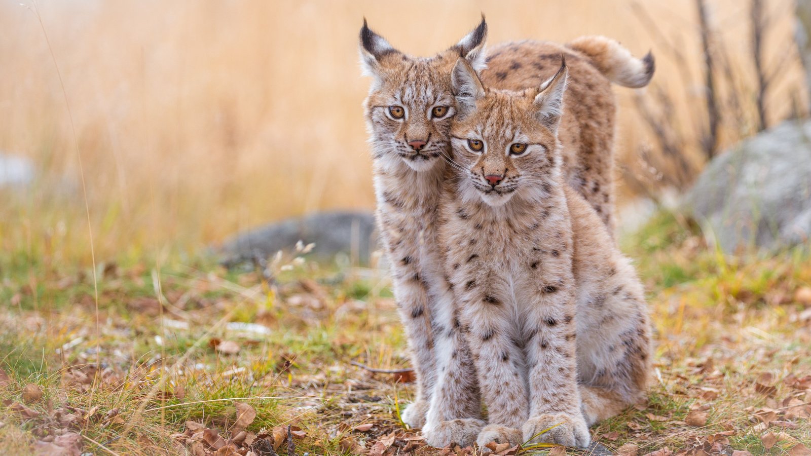 Обои рысь, животные, хищник, дикие кошки, рыси, рысята, lynx, animals, predator, wild cats, the lynx разрешение 4312x2725 Загрузить