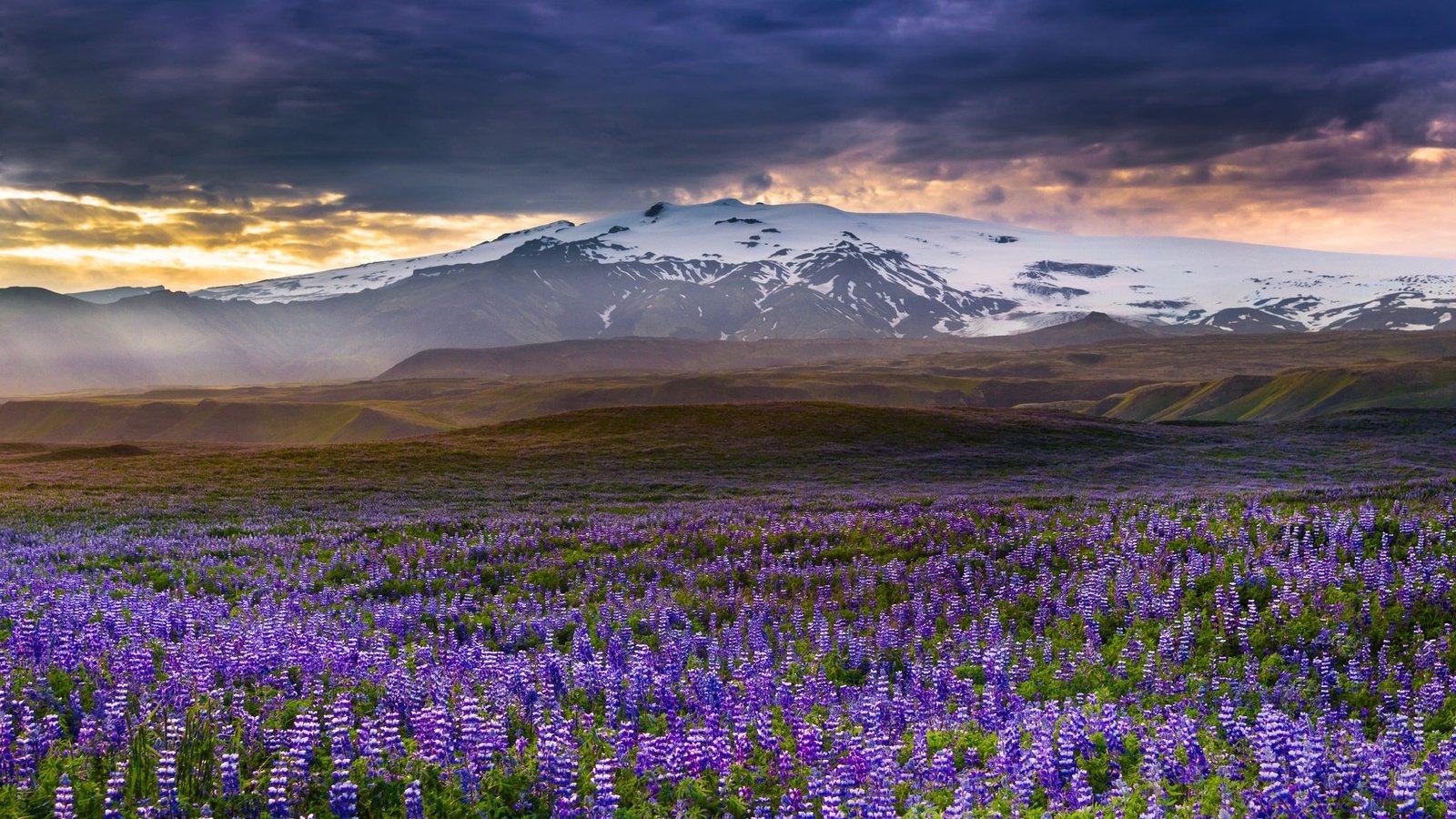 Обои цветы, горы, луг, исландия, люпины, rangarvallasysla, flowers, mountains, meadow, iceland, lupins разрешение 2048x1338 Загрузить