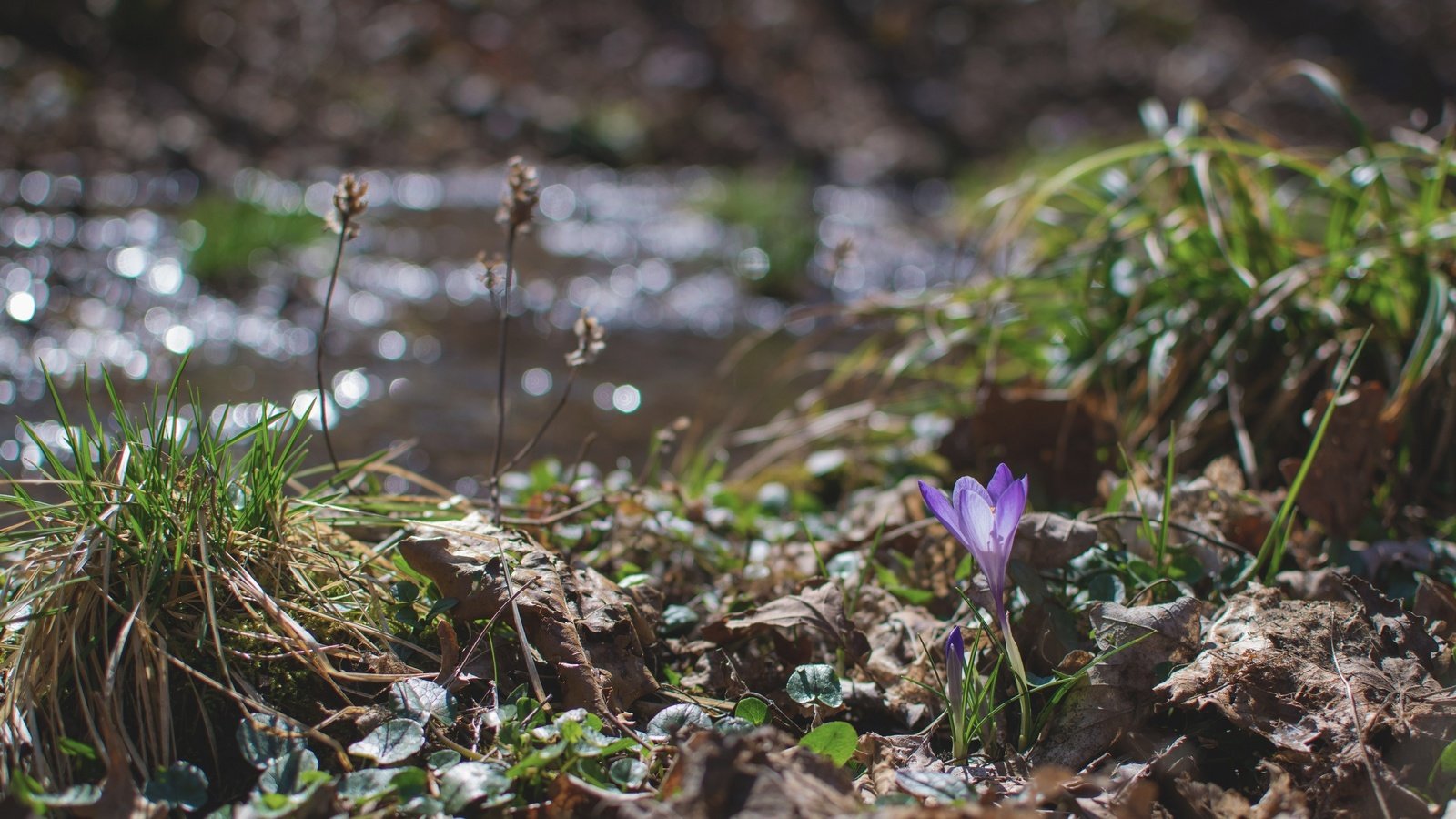 Обои трава, природа, цветок, весна, крокус, grass, nature, flower, spring, krokus разрешение 3000x2000 Загрузить