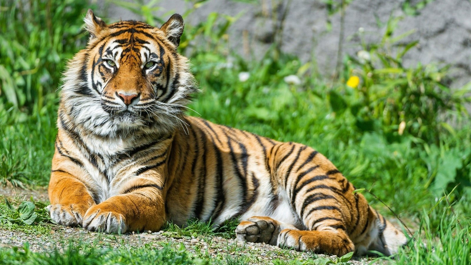 Обои тигр, трава, природа, животные, большая кошка, тигр.животные, tiger, grass, nature, animals, big cat, tiger.animals разрешение 1920x1080 Загрузить