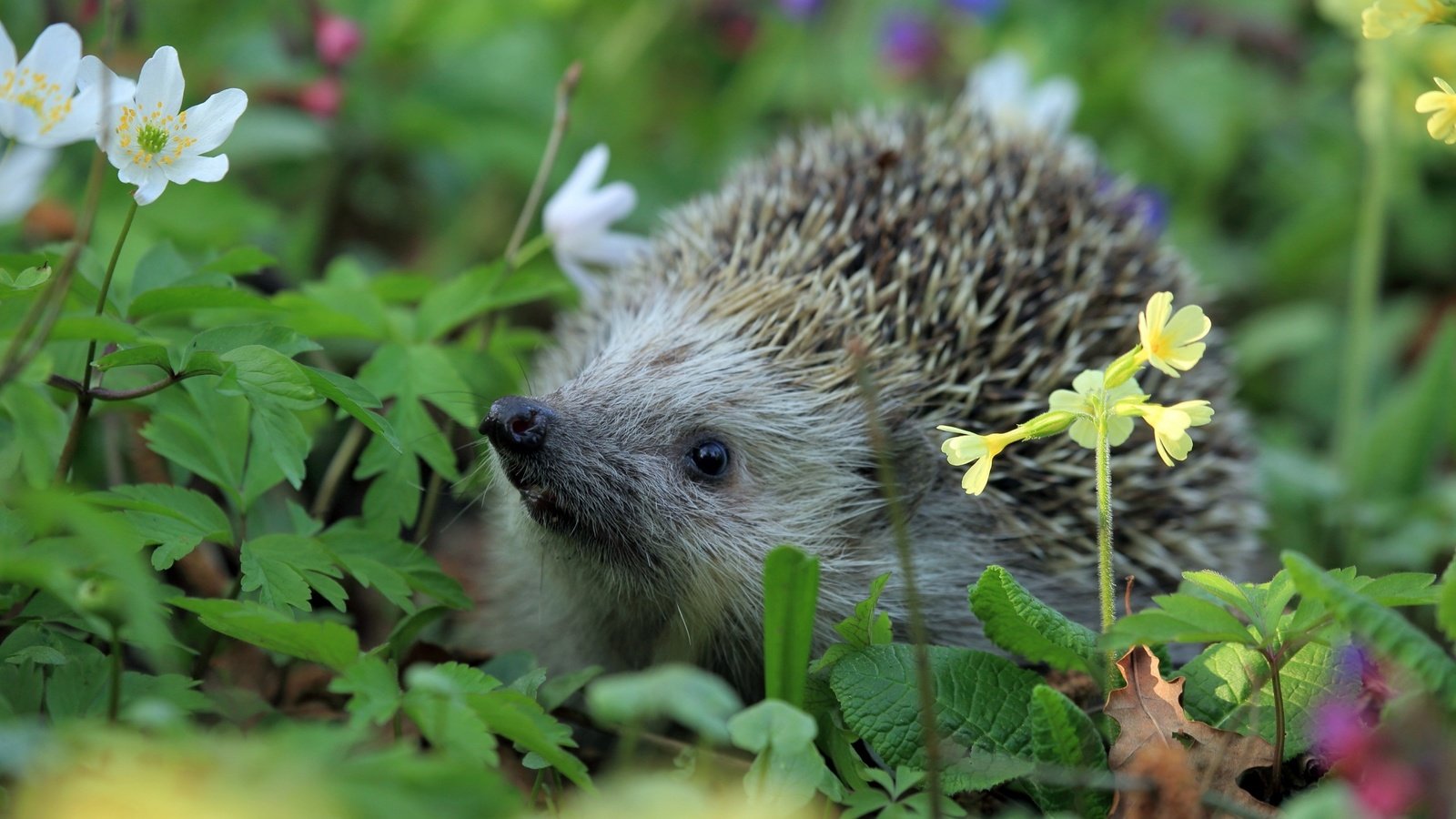 Обои цветы, трава, колючки, ежик, еж, носик, flowers, grass, barb, hedgehog, spout разрешение 2880x1800 Загрузить