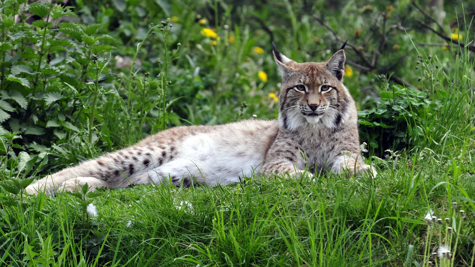 Обои трава, рысь, одуванчики, дикая кошка, grass, lynx, dandelions, wild cat разрешение 4288x2848 Загрузить