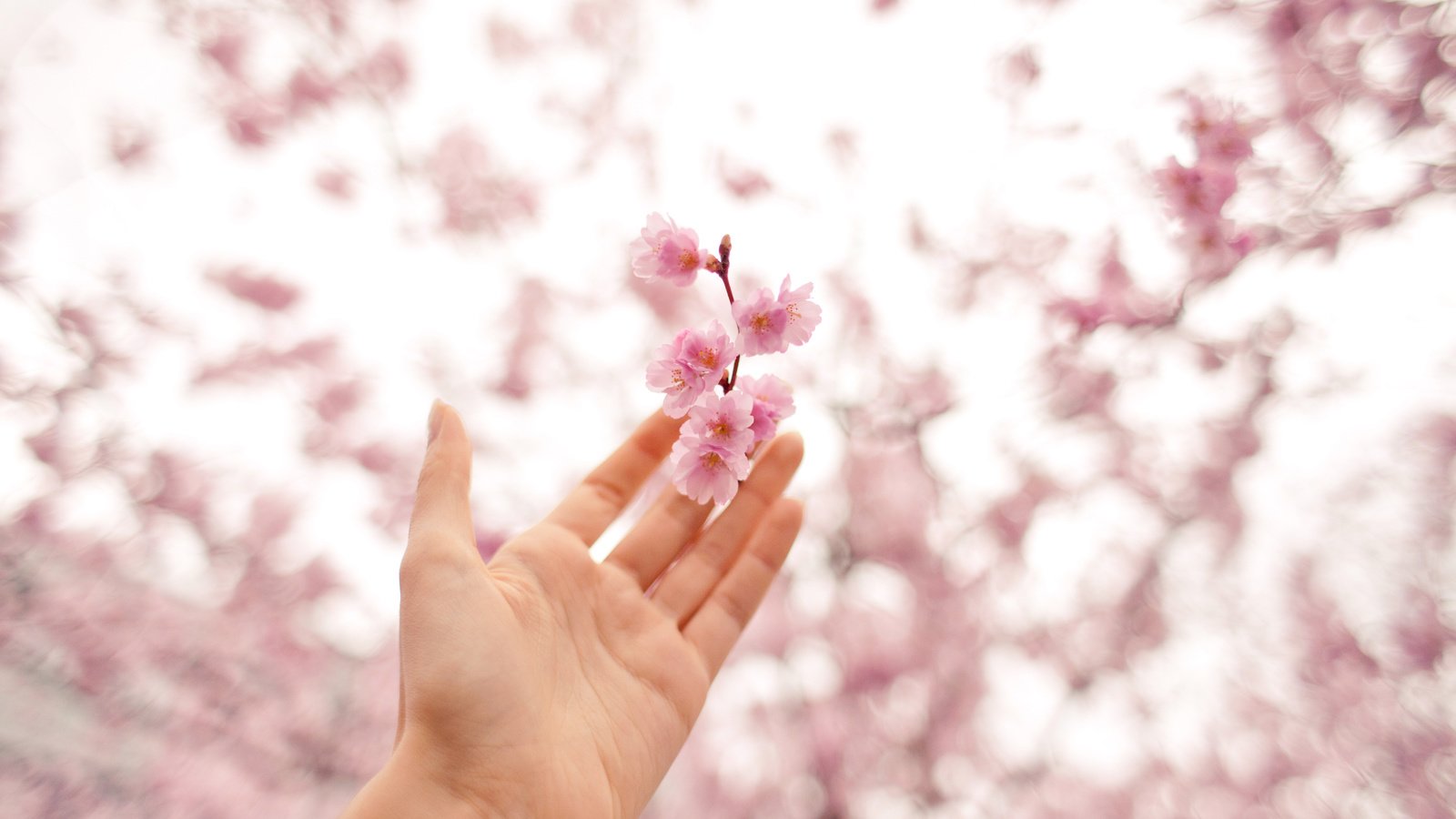 Обои цветы, рука, цвет, весна, розовый, вишня, antonina bukowska, flowers, hand, color, spring, pink, cherry разрешение 3000x2000 Загрузить