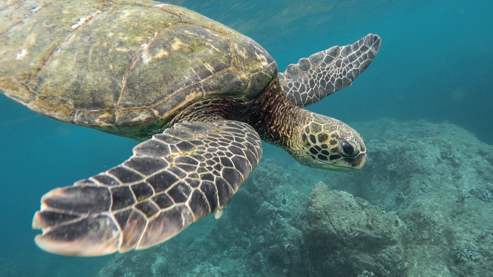 Обои море, черепаха, океан, животное, кораллы, jeremy bishop, подводный мир, sea, turtle, the ocean, animal, corals, underwater world разрешение 3598x2520 Загрузить