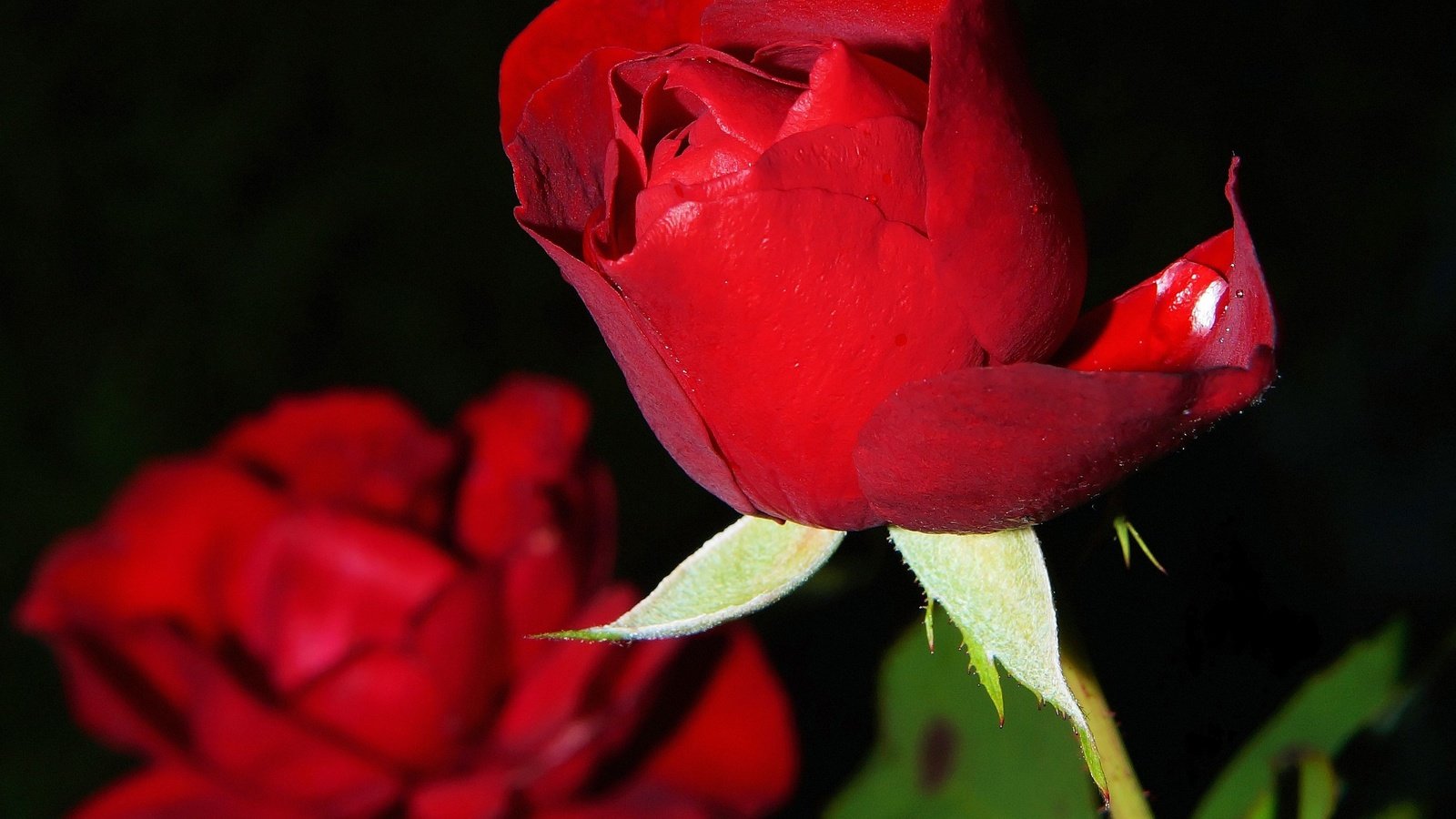 Обои цветы, макро, розы, красные, kapa65, flowers, macro, roses, red разрешение 3144x3466 Загрузить