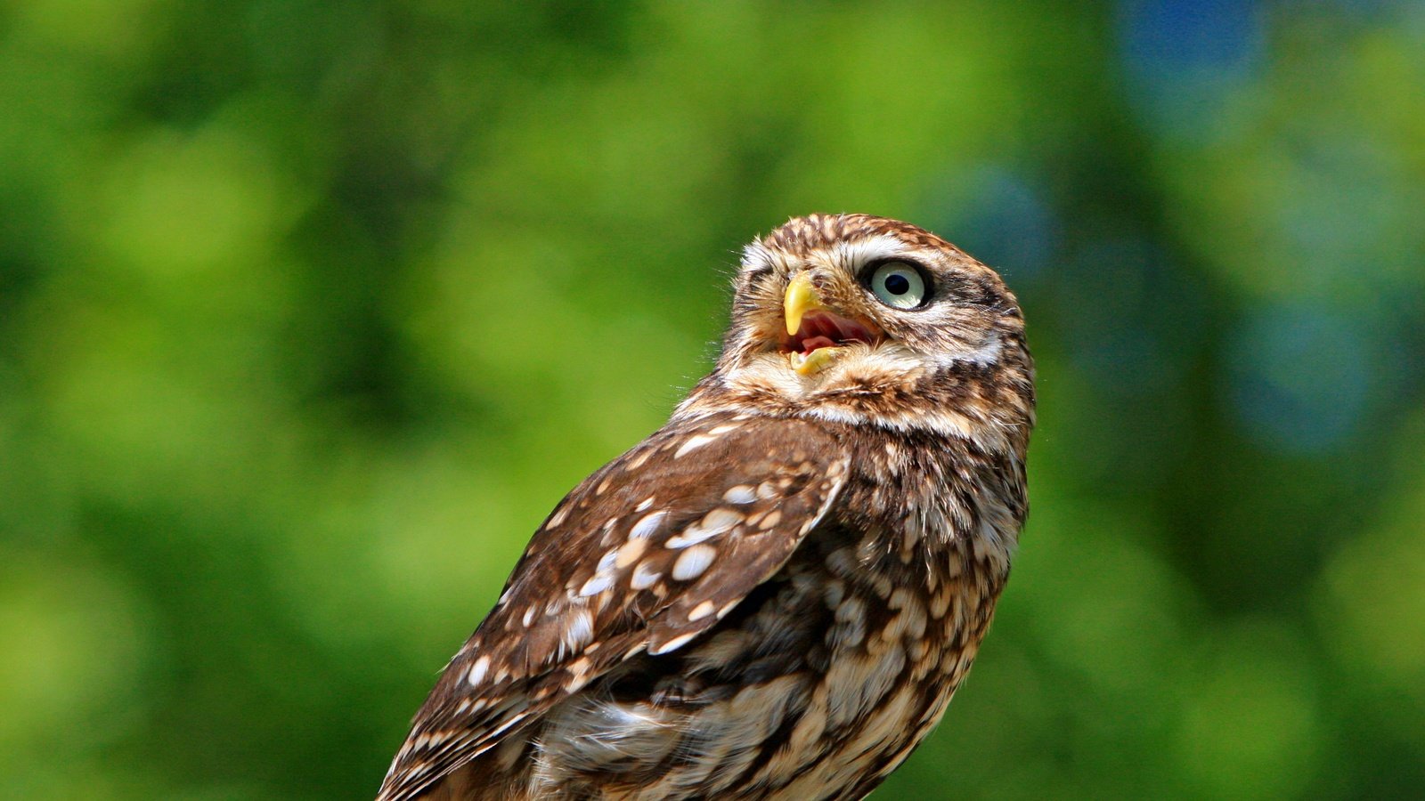 Обои сова, природа, птица, животное, оперение, домовый сыч, kaz, owl, nature, bird, animal, tail, the little owl разрешение 3083x2158 Загрузить