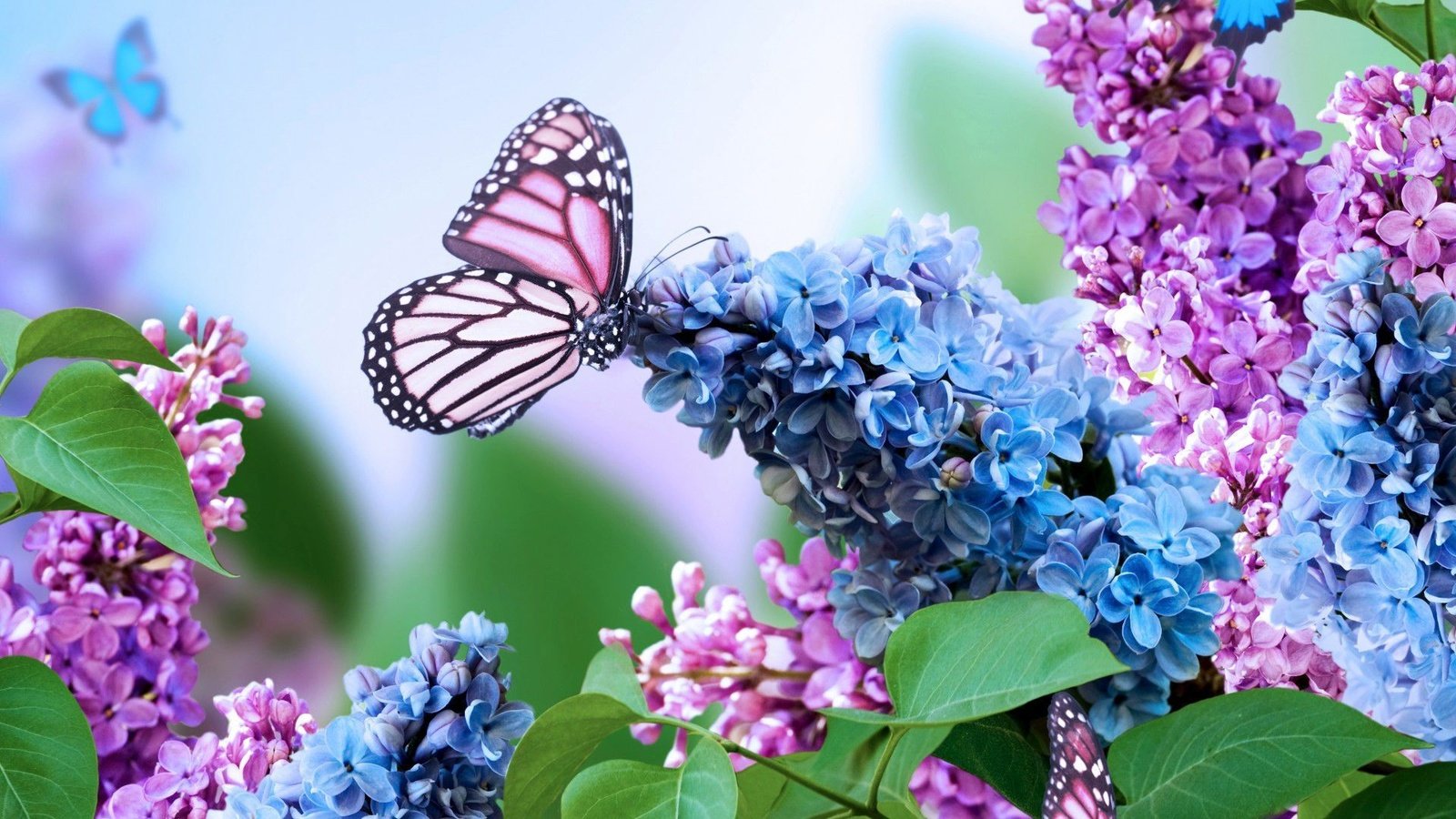 Обои цветы, насекомое, бабочка, сирень, flowers, insect, butterfly, lilac разрешение 1920x1080 Загрузить