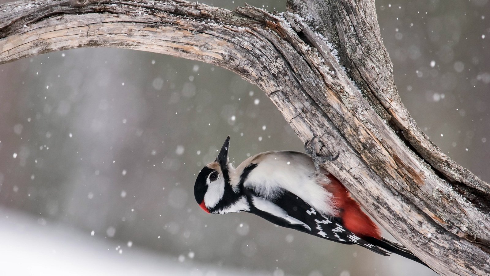 Обои дерево, птица, дятел, great spotted woodpecker, tree, bird, woodpecker разрешение 2048x1463 Загрузить