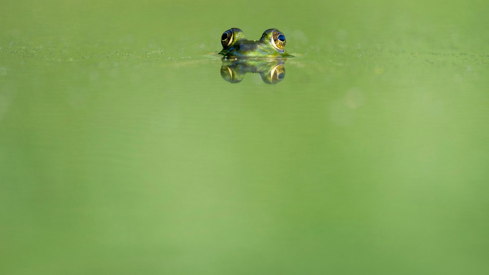 Обои глаза, вода, отражение, животные, лягушка, земноводные, ray hennessy, eyes, water, reflection, animals, frog, amphibians разрешение 4052x2696 Загрузить