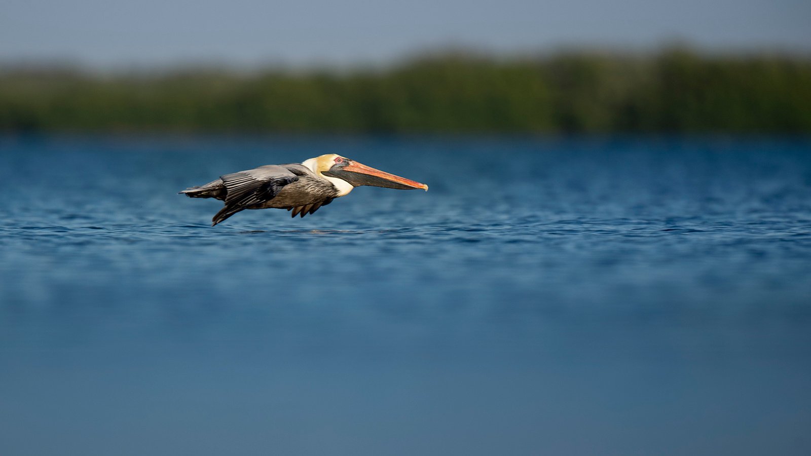 Обои полет, птица, пеликан, ray hennessy, flight, bird, pelican разрешение 3518x2342 Загрузить