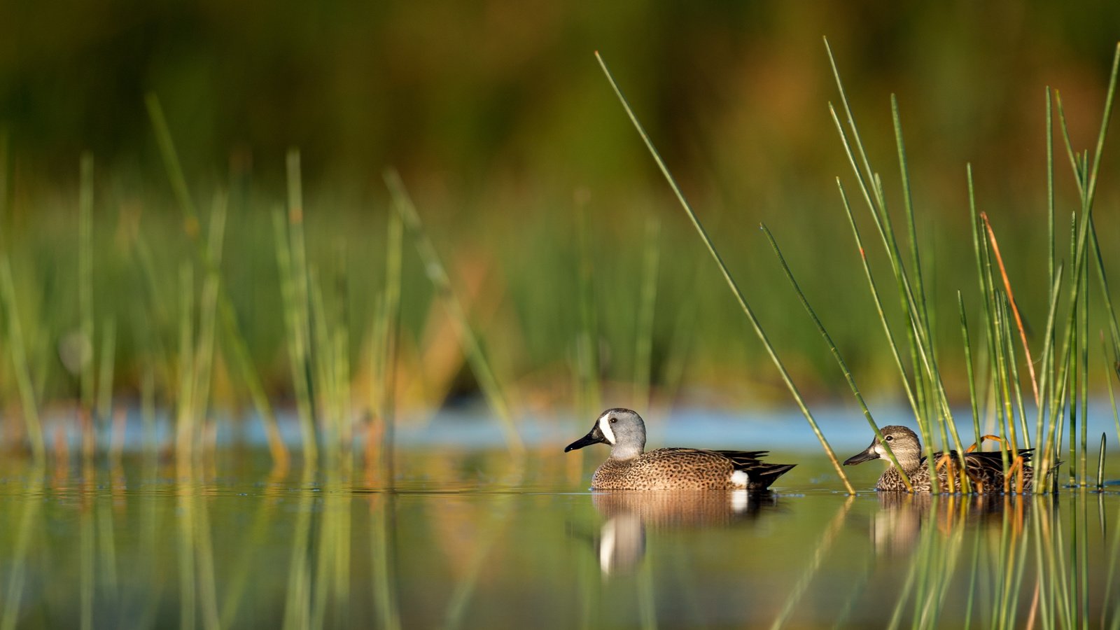 Обои вода, отражение, птицы, утки, ray hennessy, water, reflection, birds, duck разрешение 3310x2203 Загрузить