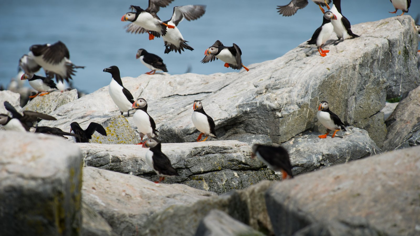 Обои природа, камни, птицы, пингвин, тупик, пингвины, атлантический тупик, ray hennessy, nature, stones, birds, penguin, stalled, penguins, atlantic puffin разрешение 4256x2832 Загрузить