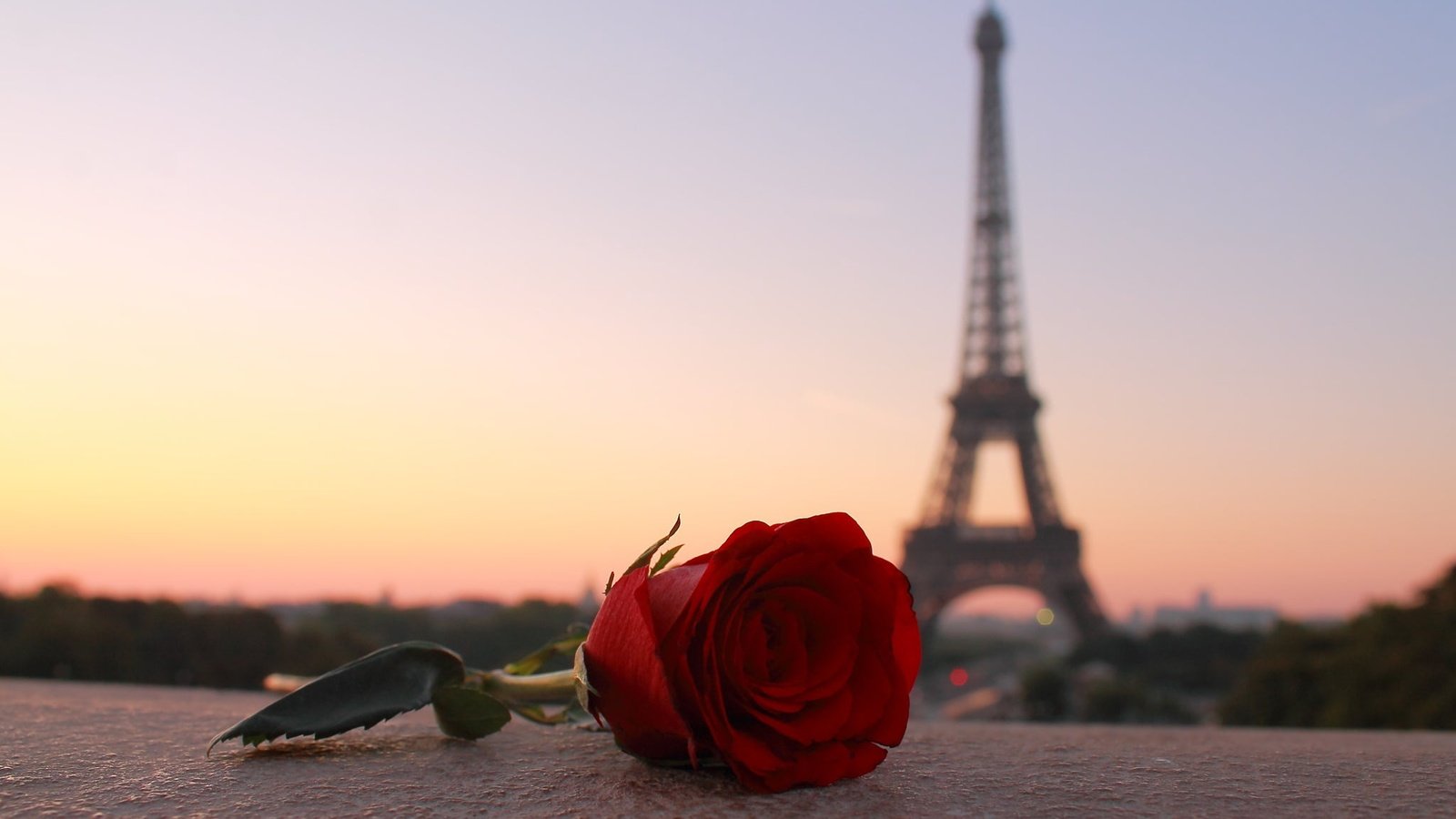 Обои вечер, цветок, роза, город, башня, париж, франция, эйфелева башня, the evening, flower, rose, the city, tower, paris, france, eiffel tower разрешение 2048x1365 Загрузить
