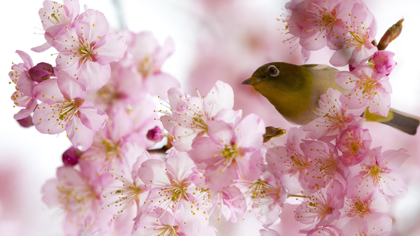 Обои цветение, птица, весна, белоглазка, flowering, bird, spring, white-eyed разрешение 2500x1667 Загрузить