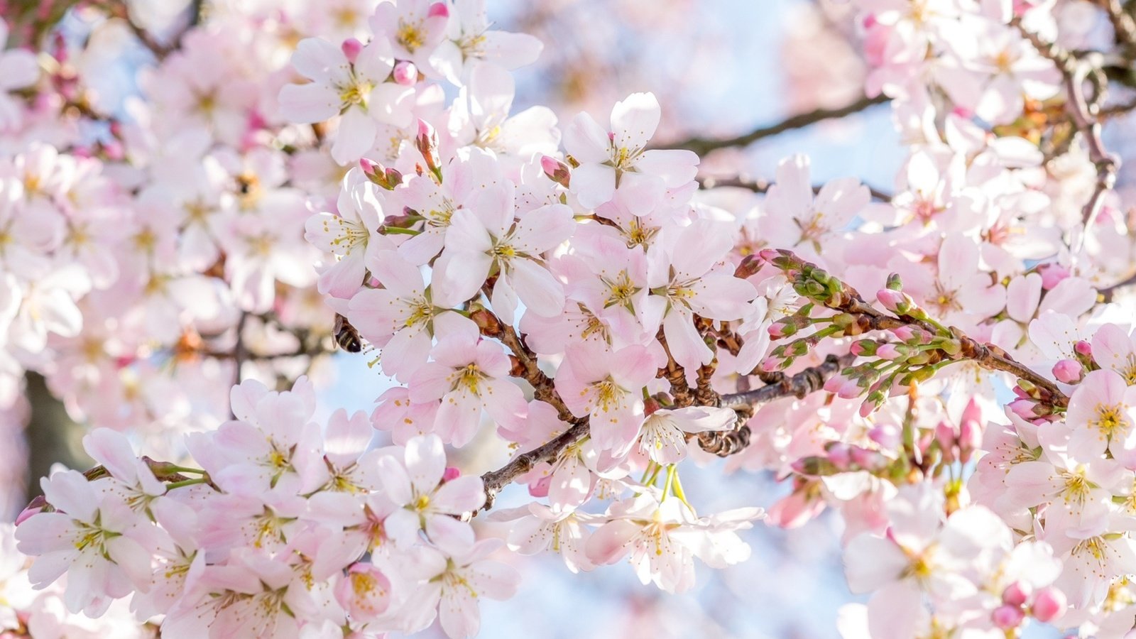 Обои дерево, цветение, весна, сакура, tree, flowering, spring, sakura разрешение 1921x1286 Загрузить