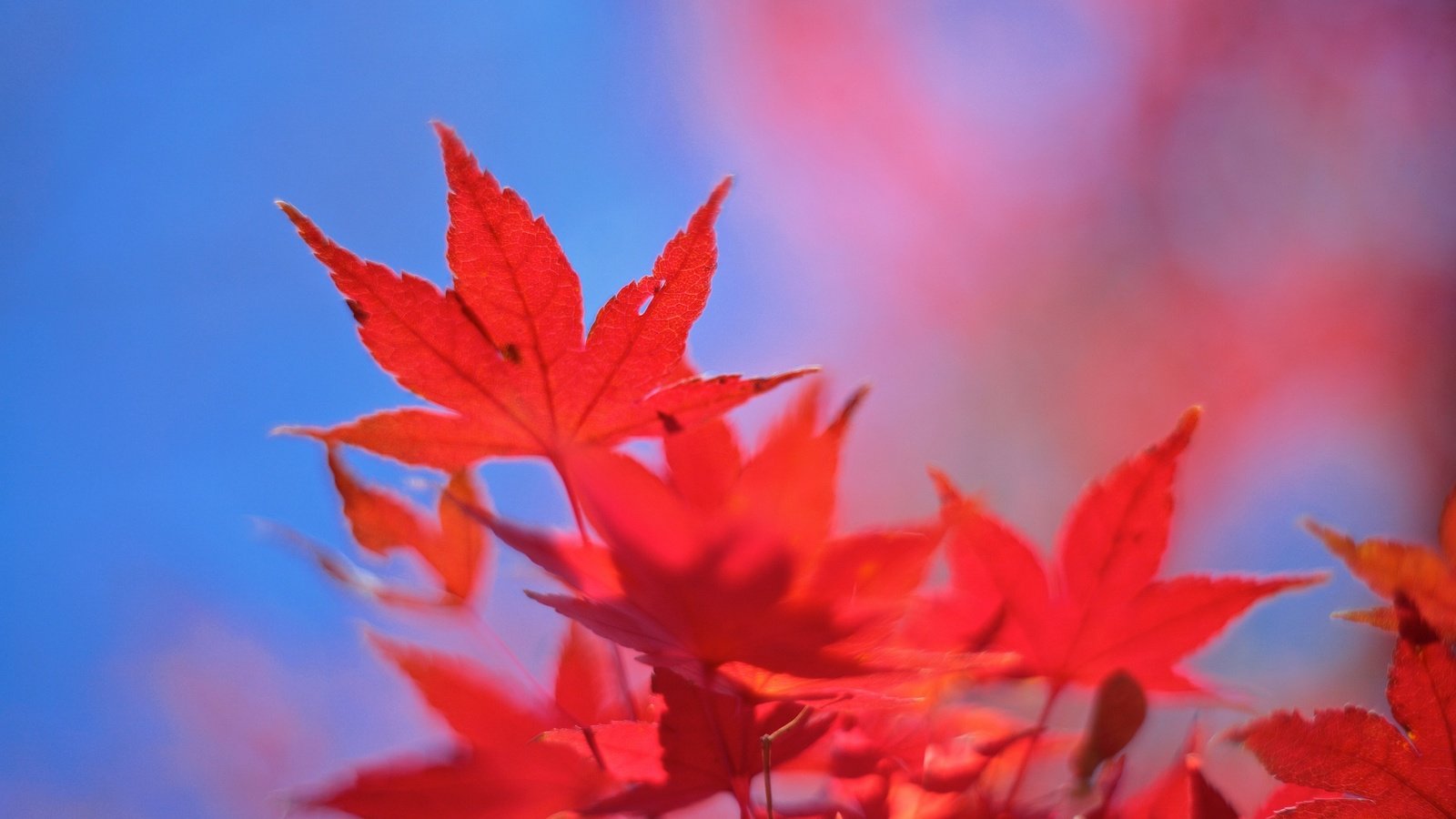 Обои небо, листья, осень, клен, багрянец, the sky, leaves, autumn, maple, the crimson разрешение 2048x1365 Загрузить