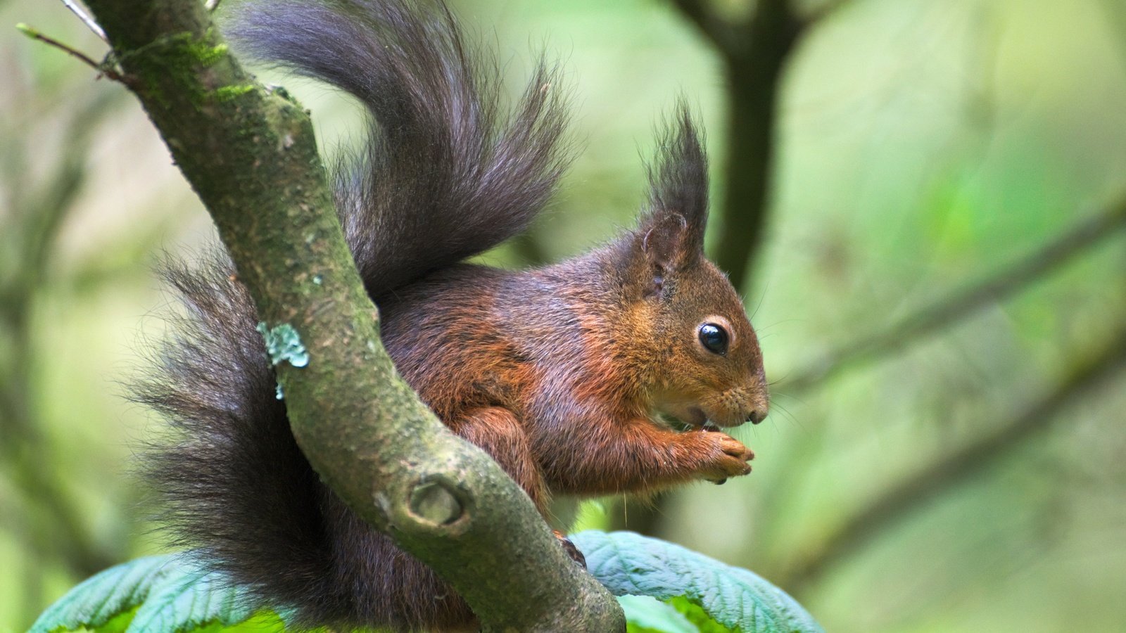 Обои ветка, животное, белка, зверек, хвост, белочка, грызун, branch, animal, protein, tail, squirrel, rodent разрешение 6026x4020 Загрузить